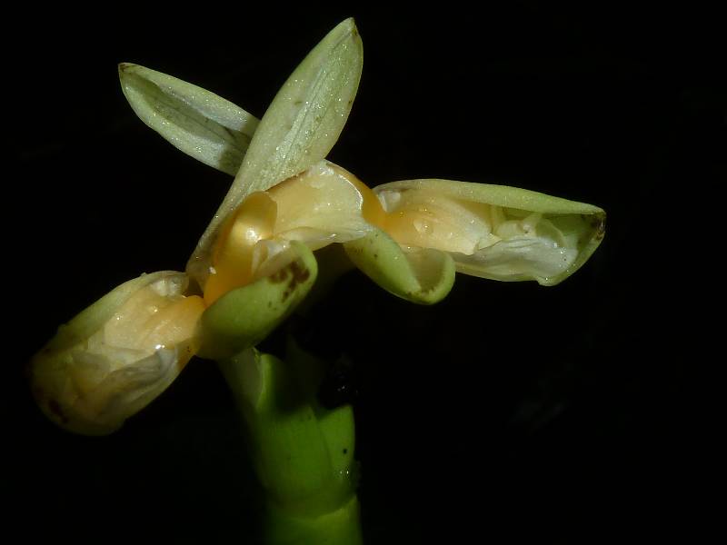 Calathea donnell-smithii image