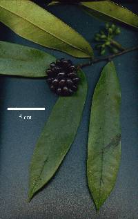 Guatteria chiriquiensis image