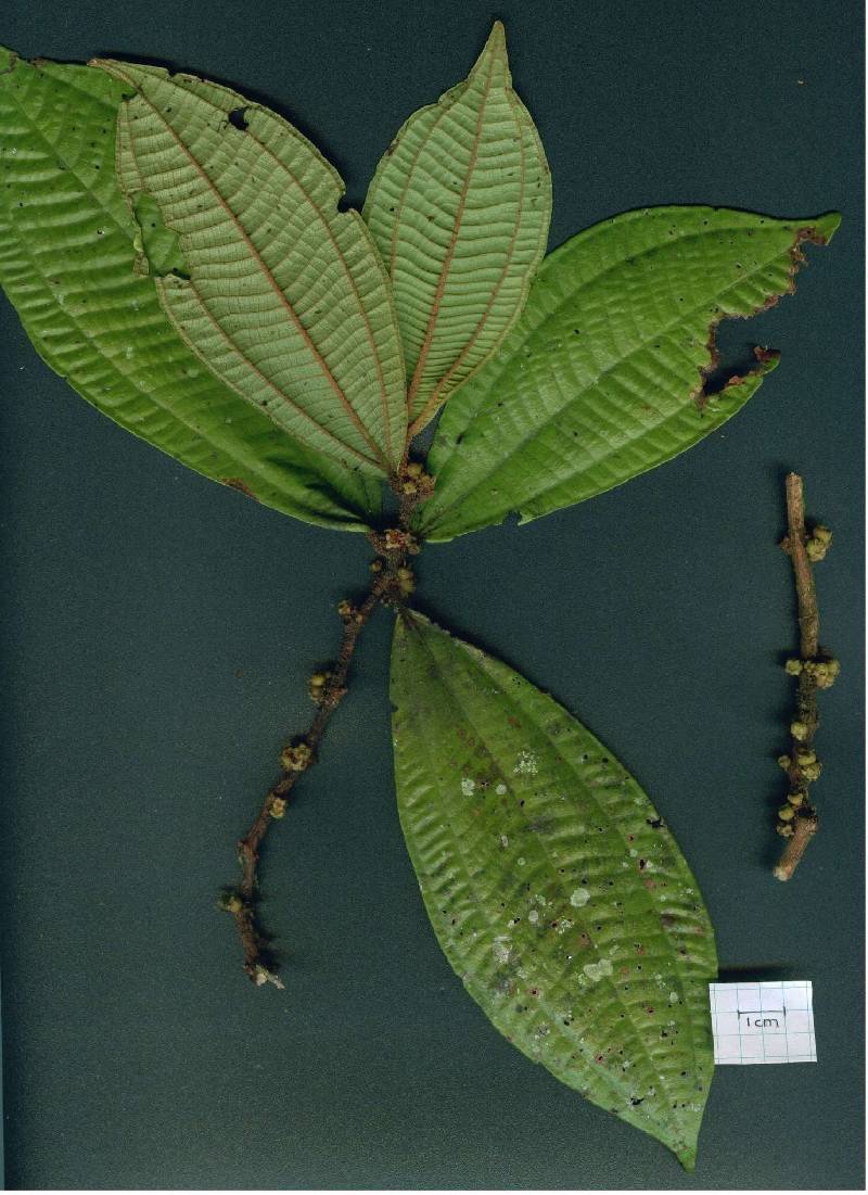 Clidemia densiflora image