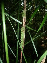 Image of Neonicholsonia watsonii