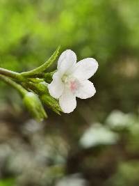 Image of Pavonia schiedeana