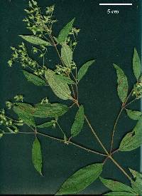 Image of Tibouchina longifolia
