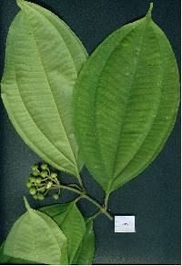 Image of Conostegia tenuifolia