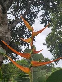 Image of Heliconia latispatha