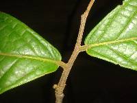 Unonopsis theobromifolia image