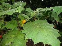 Image of Solanum sessiliflorum