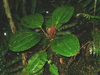 Image of Tococa platyphylla