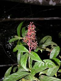 Image of Palicourea triphylla