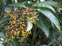Image of Miconia longifolia