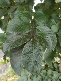 Ehretia latifolia image