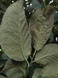 Ehretia latifolia image