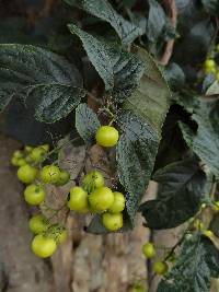 Ehretia latifolia image