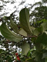 Cordia eriostigma image