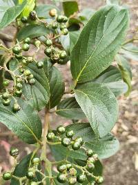 Cordia eriostigma image