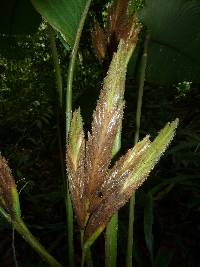 Image of Pleiostachya pruinosa