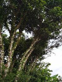 Plinia cauliflora image