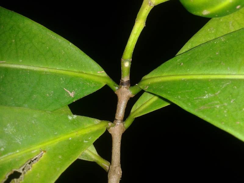 Rubiaceae image