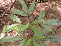 Tabebuia palustris image