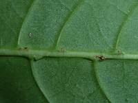 Image of Psychotria marginata