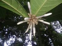 Image of Faramea permagnifolia