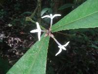 Faramea permagnifolia image