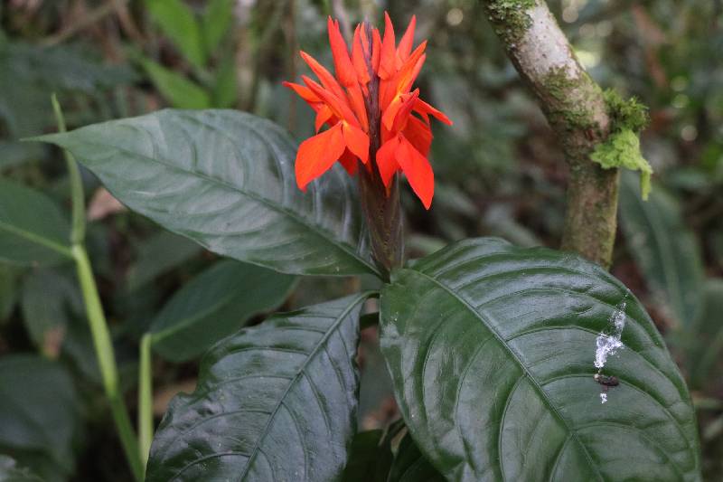 Aphelandra image