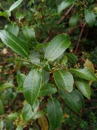 Image of Muehlenbeckia tamnifolia