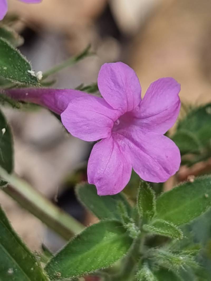 Acanthaceae image