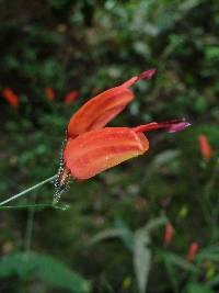 Stenostephanus sessilifolius image