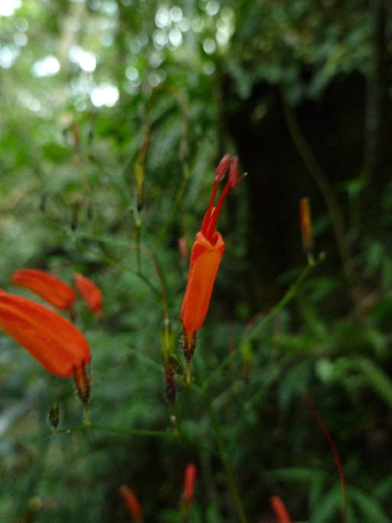 Stenostephanus sessilifolius image