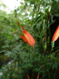 Stenostephanus sessilifolius image