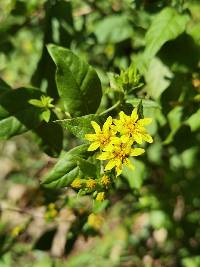 Image of Trixis inula