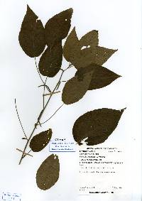 Image of Acalypha villosa