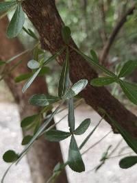 Image of Crescentia alata