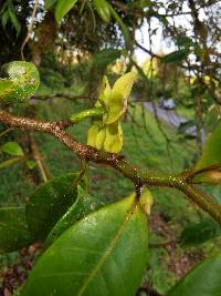 Guatteria oliviformis image