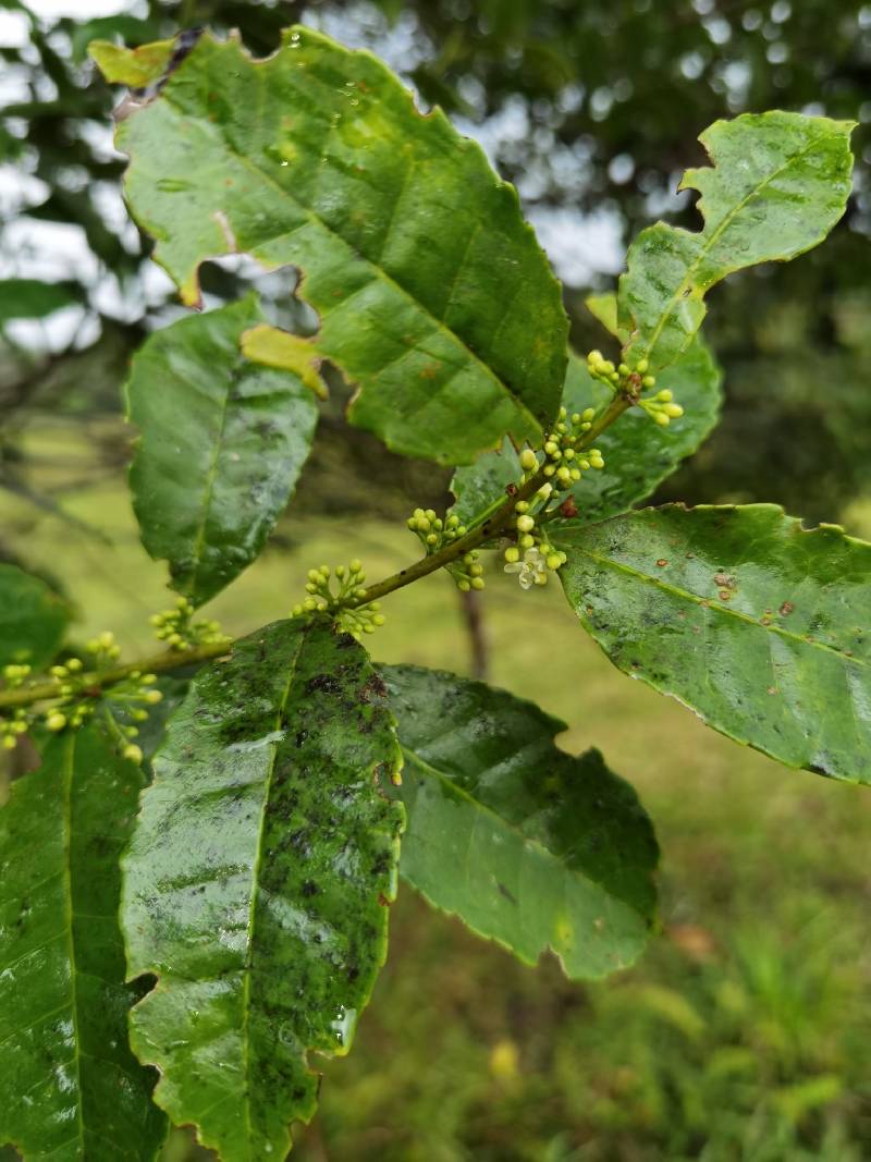 Aquifoliaceae image