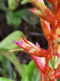 Tillandsia leiboldiana image