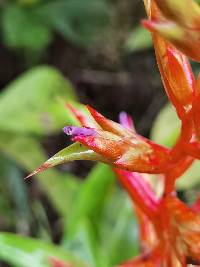 Tillandsia leiboldiana image