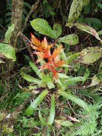 Tillandsia leiboldiana image