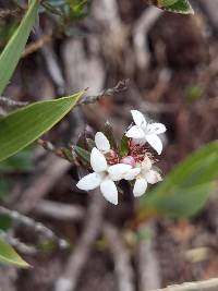Image of Arcytophyllum lavarum