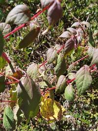 Image of Fuchsia splendens