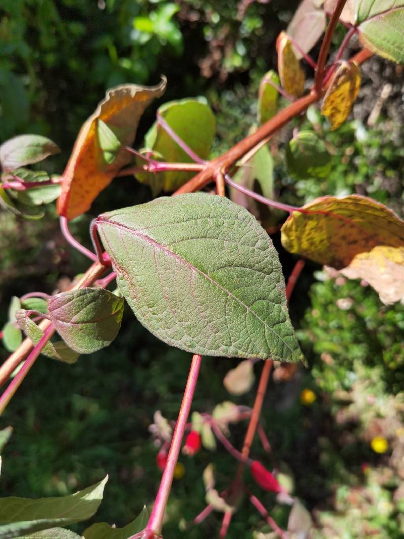 Fuchsia splendens image