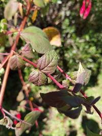 Fuchsia splendens image