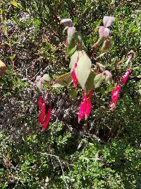 Fuchsia splendens image