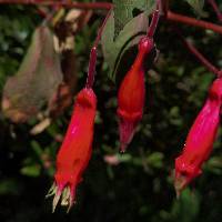 Fuchsia splendens image