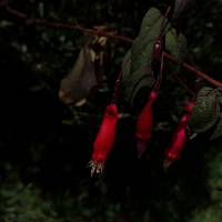 Fuchsia splendens image