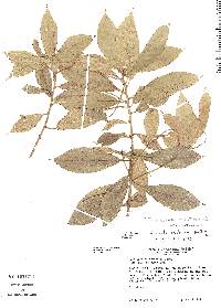 Image of Acalypha apodanthes