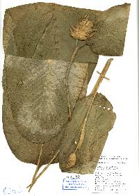 Image of Calathea macrosepala