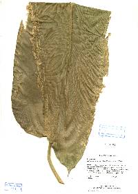 Image of Calathea platystachya
