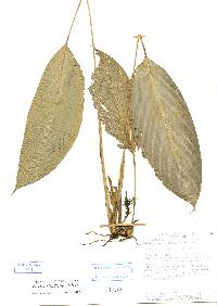 Calathea nitidifolia image